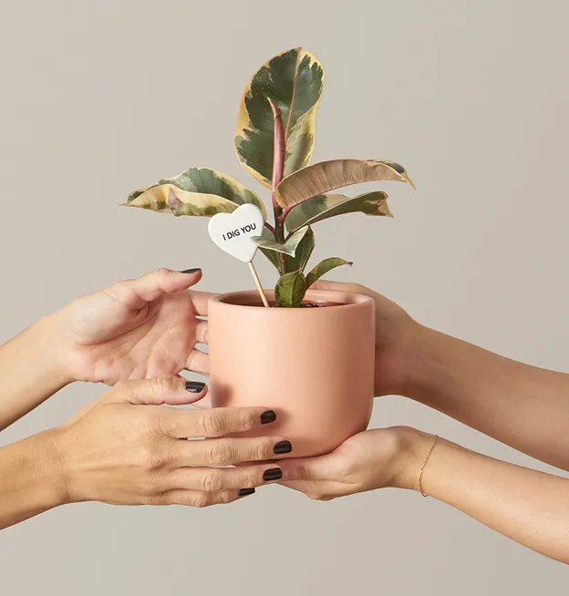 handing over plant pot